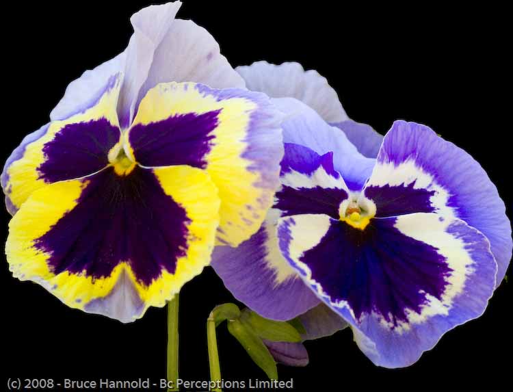 PANSIED PAIR